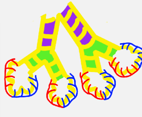 <ul><li><p>week 16- week 26</p></li><li><p>respiratory bronchioles</p></li><li><p>primitive alveoli→ cuboidal cells</p></li><li><p>pulmonary capillaries</p></li></ul><p></p>