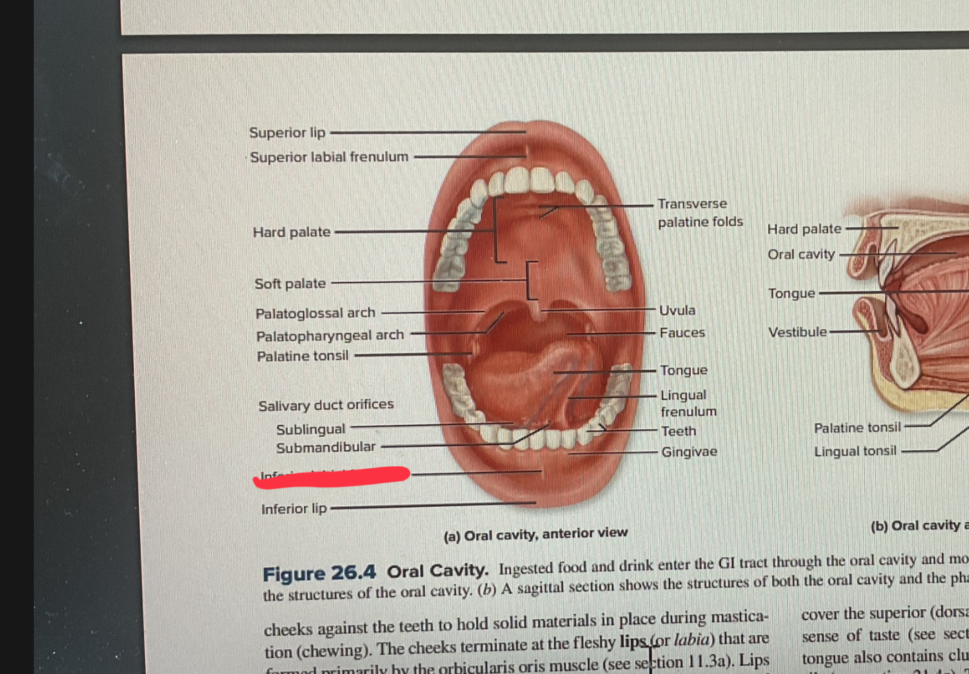 knowt flashcard image