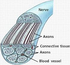 <p>What are nerves</p>