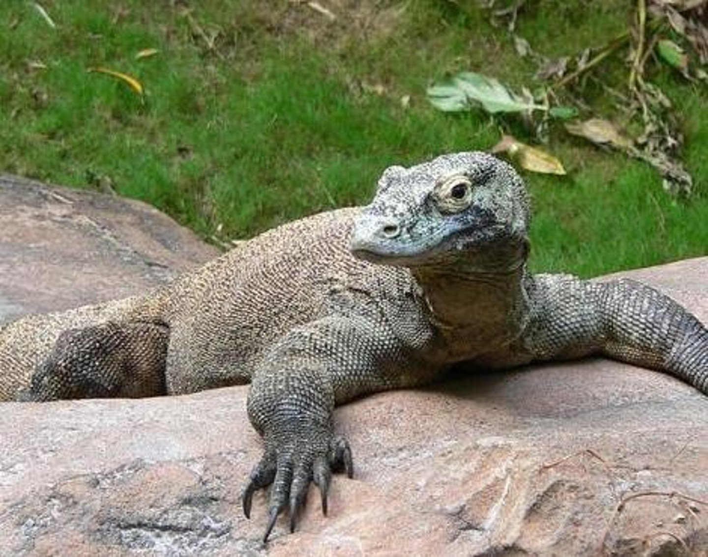 <p>(Varanus komodoensis)</p>