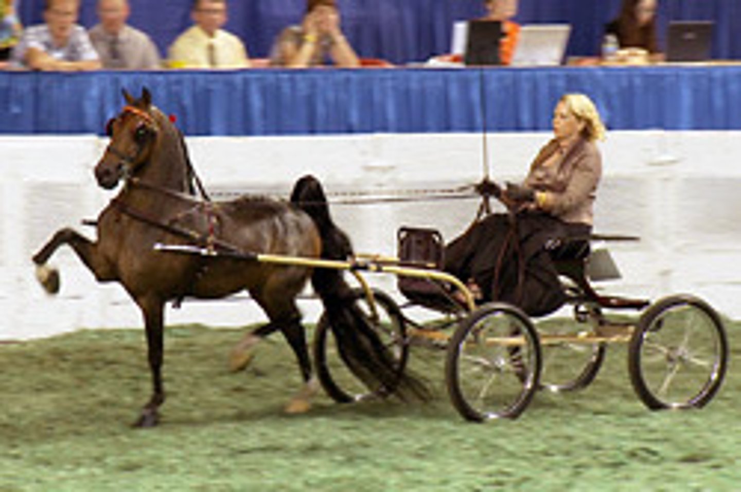 <p>this light breed horse is used for carriage driving, has a slightly convex nose, high knee and hock actions</p>