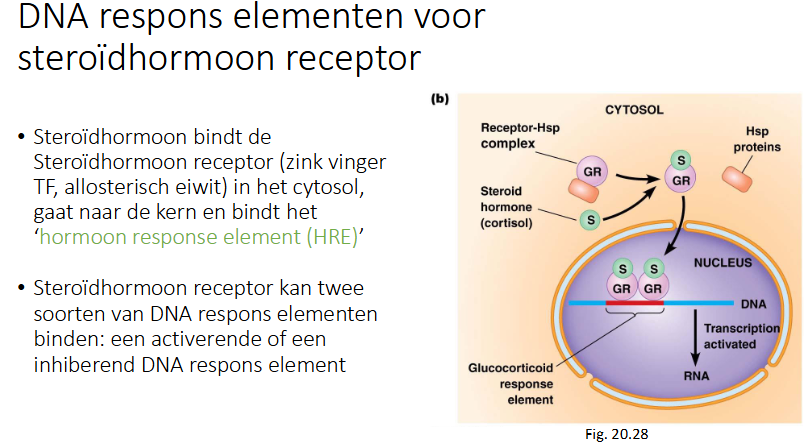 <p>steroidhormoon bindt steroidhormoon receptor (zinkvinger TF, alloserisch eiwit) in het cytosol, gaat naar kern en bindt HRE (hormoon respons element)</p><p>steroidhormoon receptor kan 2 soorte DNA respons elementen binden: een activerende of een inhiberende respons element</p>
