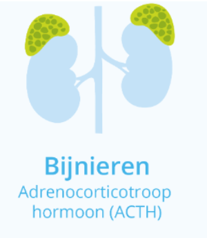 <p><strong>Bijnierschorsproducerend hormoon (ACTH) &amp; cortisol</strong><br><br><strong>ACTH stimuleert de schors van de bijnieren</strong>.&nbsp;</p><p>De <strong>bijnierschors maakt</strong> het hormoon <strong>cortisol</strong> aan,&nbsp;ook wel het <strong>stresshormoon </strong>genoemd.&nbsp;<strong>Vrijwel elke cel van het lichaam heeft cortisol nodig</strong>. Het wordt in <strong>grote hoeveelheden aangemaakt</strong> wanneer het lichaam in<strong> stress of gevaar </strong>verkeert of wanneer het lichaam <strong>ziek </strong>is. Het speelt een <strong>belangrijke rol bij afweerreacties</strong> en <strong>handhaving</strong> van de<strong> vet-, eiwit- en koolhydratenbalans.</strong></p><p><span data-name="bulb" data-type="emoji">💡</span>Dit zagen we reeds eerder bij het stukje over de <strong>bijnieren.</strong></p><p><span data-name="bulb" data-type="emoji">💡</span><span>We gaan nog dieper in op de rol van </span><strong>cortisol </strong><span>bij stress (kaartjes 3.3)</span></p>