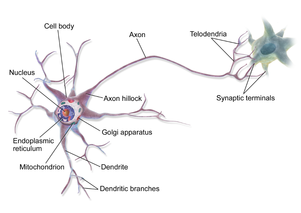 <br />prototypical neuron