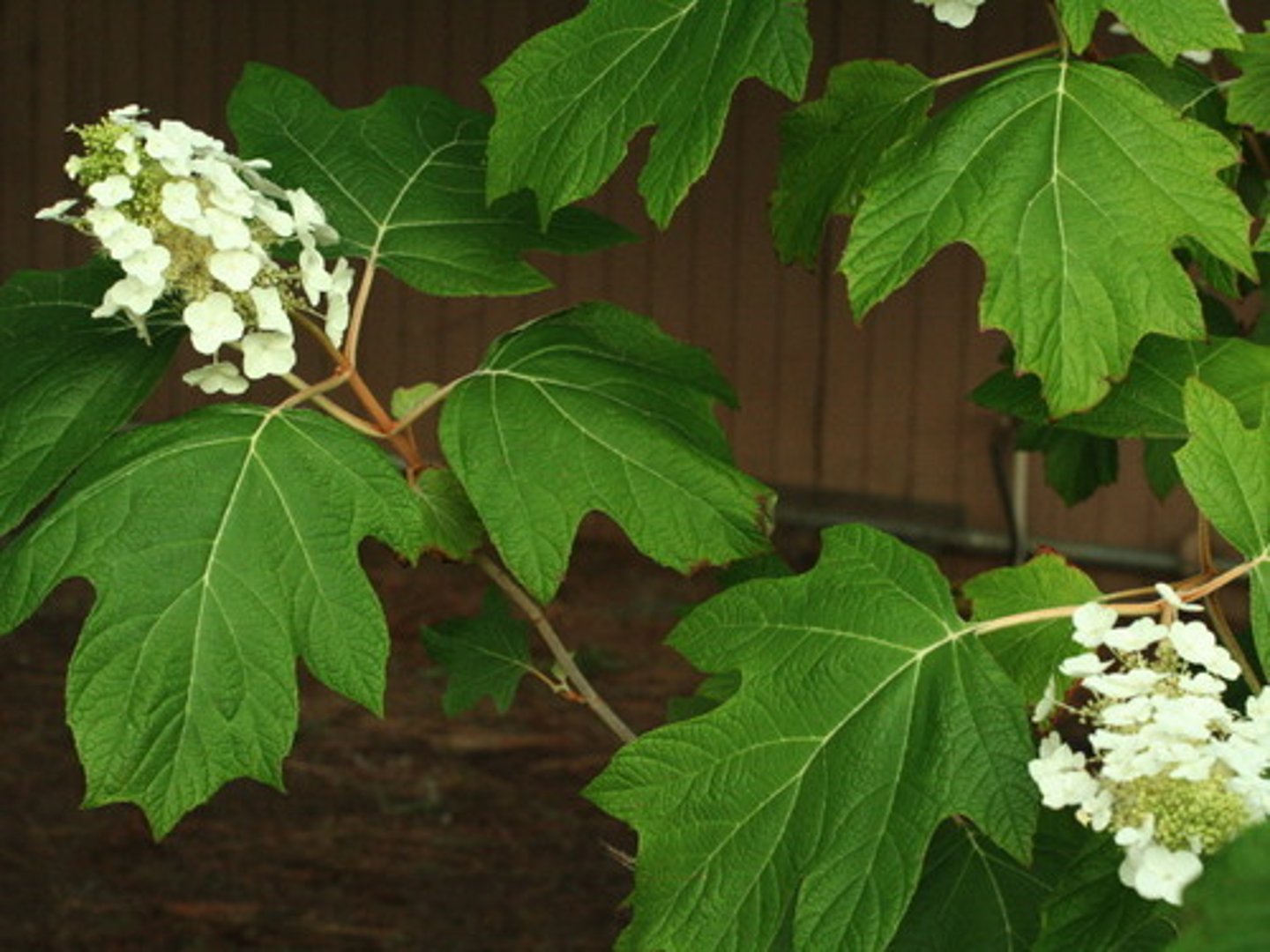 <p>Oakleaf Hydrangea</p>
