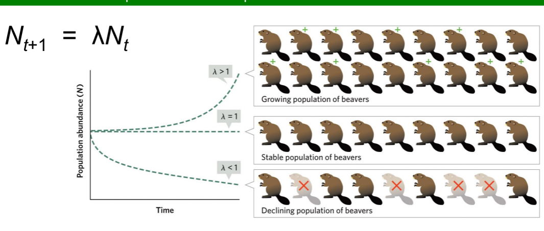 <ul><li><p>A population grows when individuals produce on average more than one offspring during their lifetime.</p></li><li><p>When λ = 1, population size stays the same.</p></li><li><p>When λ &lt; 1, population size declines geometrically.</p></li><li><p>When λ &gt; 1, population size increases geometrically.</p></li></ul><p></p>