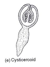 <p>What characterizes this metacestode?</p>