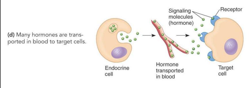 <p> Chemical messengers found in plants and animals. In animals they are secreted by endocrine glands and transported by blood to target cells.</p>