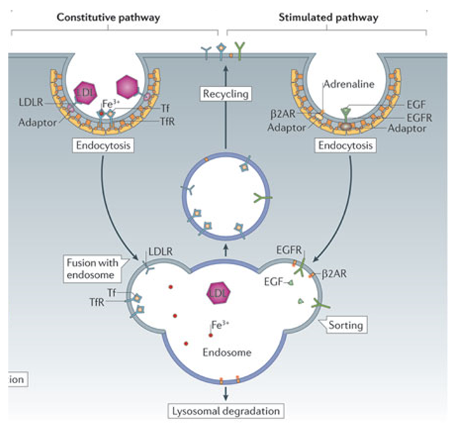 vesicles are fused into early endosome

* destination is decided (point of no return)

\
__two fates__: recycling or degradation

\
__two pathways__: 


1. Stimulated: signaling pathways
2. Constitutive: bring in macronutrients