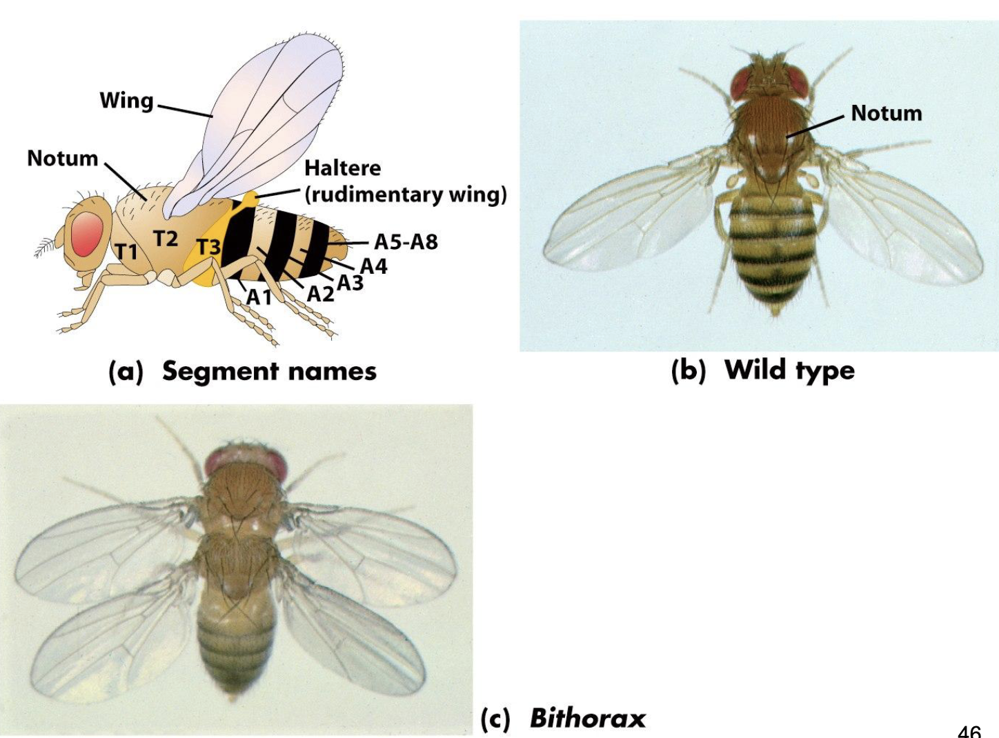<ul><li><p>phenotype involves the change in identity of several adjacent segments</p></li><li><p>One segment develops as if it were another segment</p></li><li><p>The number of segments is normal, the segmentation pattern is normal, but the identity is wrong</p></li></ul><p></p>