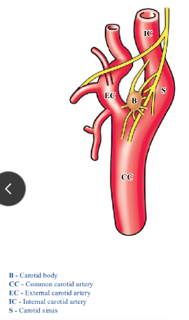 <p>-structures in the neck</p><p>-carotid body: small mass of tissue that lies on the medial side of the internal carotid artery close to the bifurcation of the common carotid artery</p><p>-carotid body contains chemoreceptors that respond to reduced blood gas levels (particularly O2) by stimulating the cardiac rate and respiration (increasing blood pressure)</p><p>-carotid sinus: slight dilation of initial segment of internal carotid artery</p><p>-carotid sinus contains baroreceptors that respond to increased arterial blood pressure by decreasing blood pressure</p><p>-glossopharyngeal nerve (IX) innervates the carotid body and sinus</p>