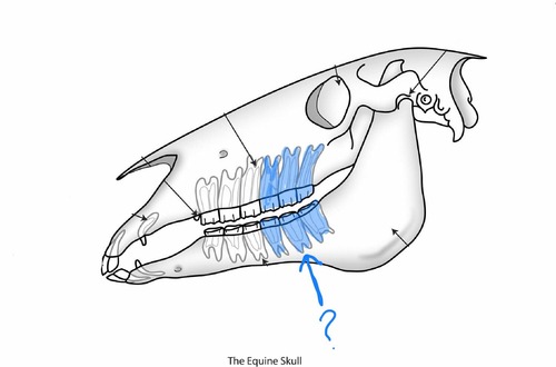 Equine Dental Formulas molars
upper/lower