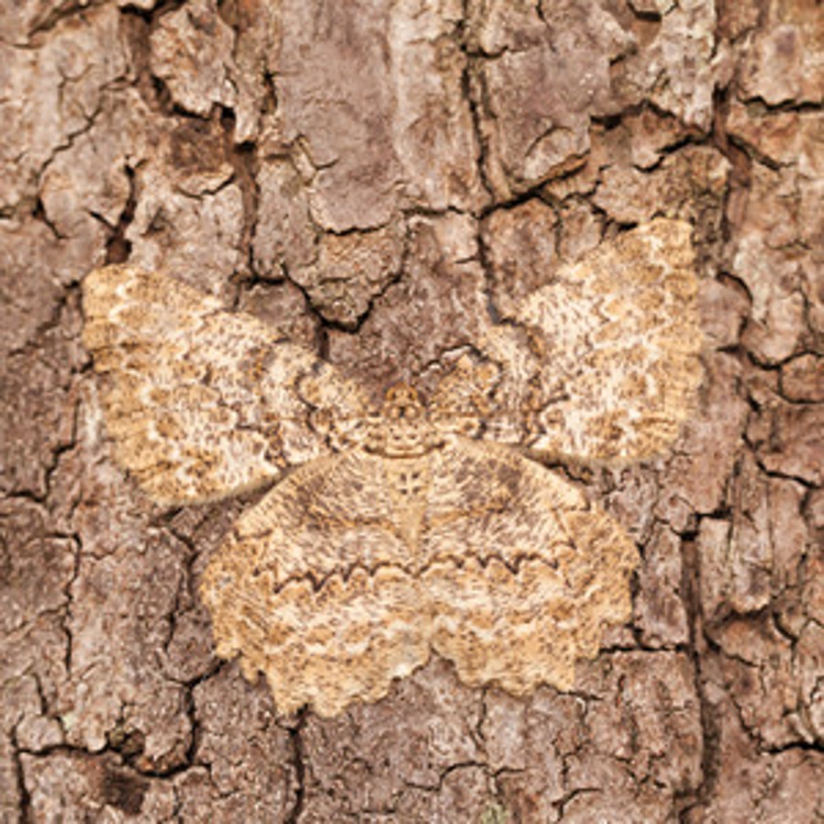 <p>(n) 1. The hiding of something as a result of its appearance.</p><p>2. Something used as a cover or disguise.</p><p>(v) To hide or conceal, especially by disguising the appearance of.</p>