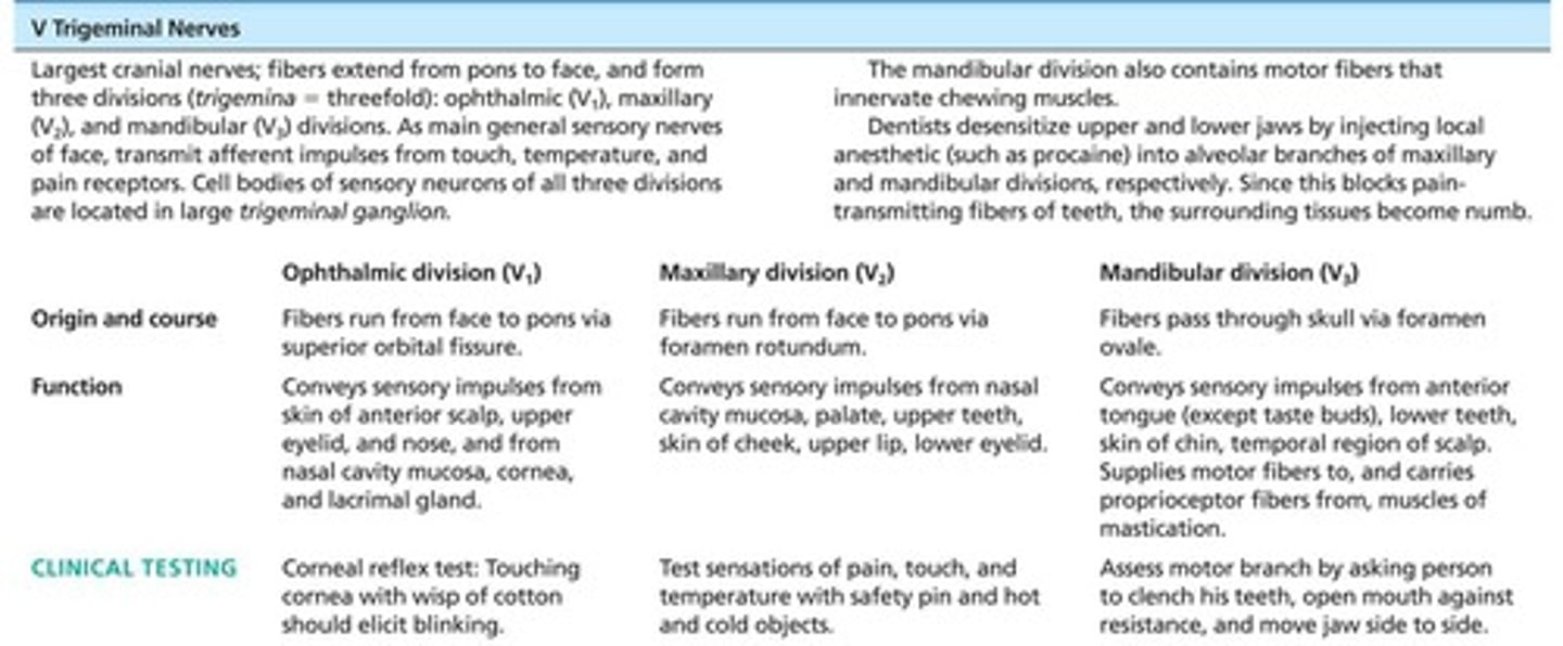 <p>Largest cranial nerves; fibers extend from pons to face; three divisions: Ophthalmic (V1) passes through superior orbital fissure, Maxillary (V2) passes through foramen rotundum, Mandibular (V3) passes through the foramen ovale; convey sensory impulses from various areas of face (V1 and V2); supply motor fibers (V3) for mastication.</p>