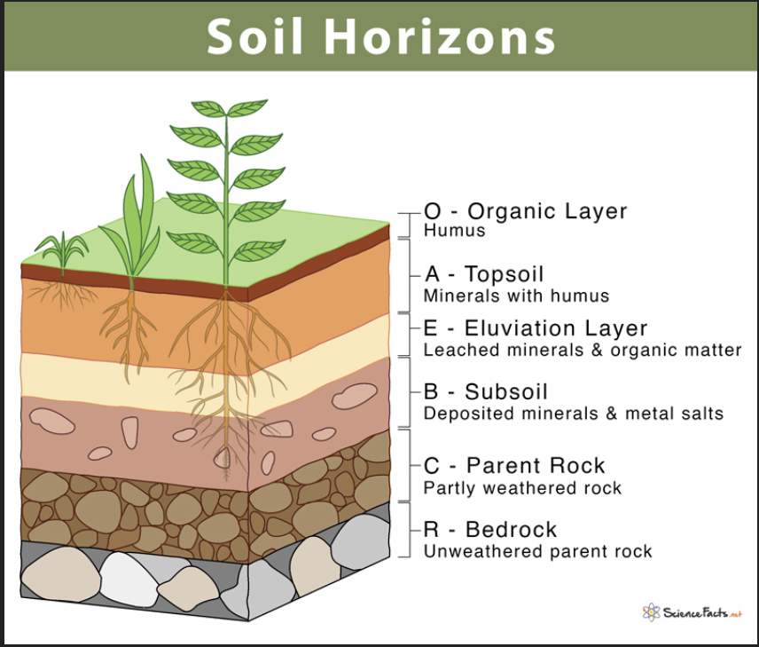 <ul><li><p><strong>O Horizon (Organic Layer)</strong>:</p><ul><li><p>Composed mainly of decomposed organic matter (leaves, plant debris, and humus).</p></li><li><p>Found at the surface in forested or undisturbed areas.</p></li><li><p>Rich in nutrients and critical for plant growth.</p></li></ul></li><li><p><strong>A Horizon (Topsoil)</strong>:</p><ul><li><p>A mixture of minerals and organic material, forming the most fertile soil layer.</p></li><li><p>Darker in color due to high organic content.</p></li><li><p>Essential for agriculture and plant root systems.</p></li></ul></li><li><p><strong>E Horizon (Eluviation Layer)</strong>:</p><ul><li><p>Found beneath the A horizon in some soils.</p></li><li><p>Characterized by the loss of minerals and organic matter (leaching), leaving behind lighter-colored materials like sand or silt.</p></li><li><p>Common in acidic soils.</p></li></ul></li><li><p><strong>B Horizon (Subsoil)</strong>:</p><ul><li><p>Accumulation zone for minerals and nutrients leached from the upper horizons (illuviation).</p></li><li><p>Rich in clay, iron, and aluminum compounds, giving it a denser texture.</p></li><li><p>Lacks organic material compared to the A horizon.</p></li></ul></li><li><p><strong>C Horizon (Parent Material)</strong>:</p><ul><li><p>Composed of weathered rock fragments or unconsolidated material from which the soil develops.</p></li><li><p>Minimal organic content and biological activity.</p></li><li><p>Represents the transition between soil and bedrock.</p></li></ul></li><li><p><strong>R Horizon (Bedrock)</strong>:</p><ul><li><p>Solid, unweathered rock layer beneath the soil profile.</p></li><li><p>Provides the parent material for soil formation but is not part of the active soil.</p></li></ul></li></ul><p></p>