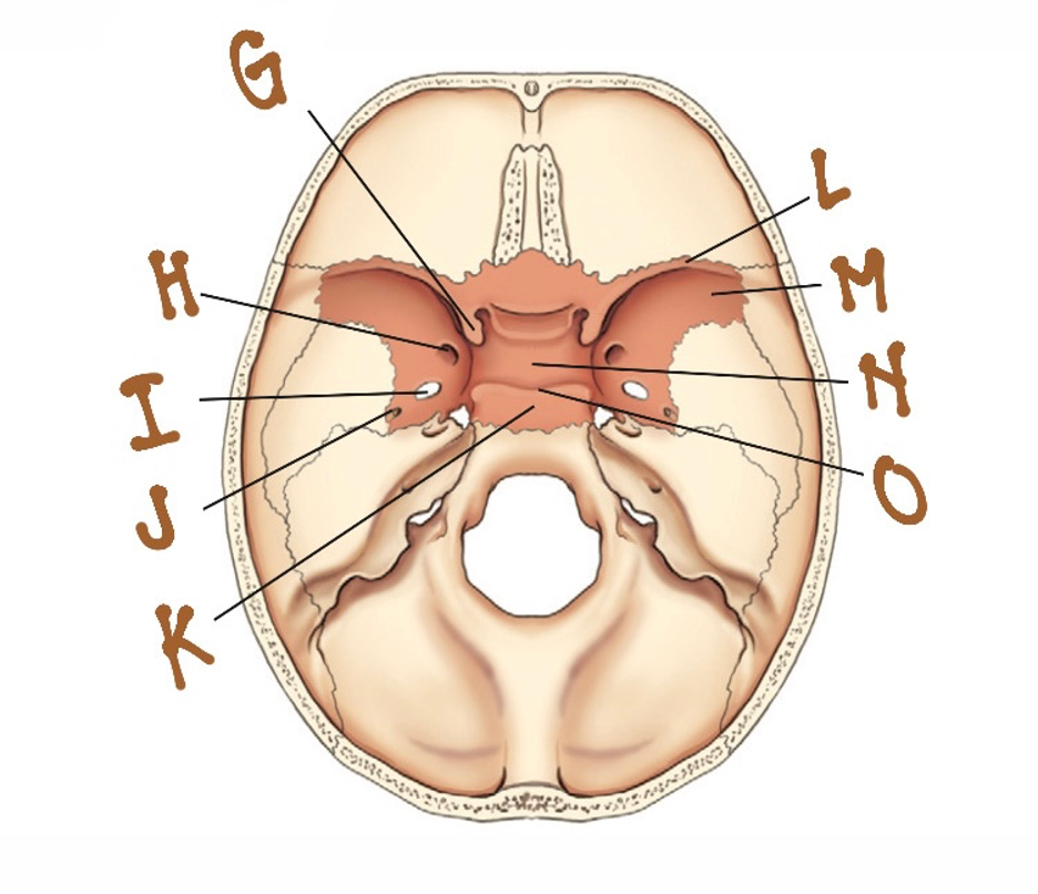 <p>I</p><ul><li><p>a pair of small openings (ROS) in the greater</p><p class="p1">wings for passage of certain cranial nerves</p></li></ul><p></p><p></p>