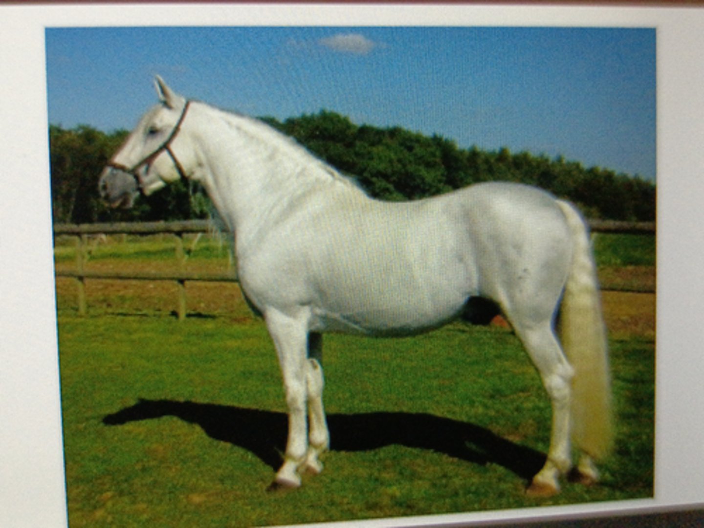 <p>"Pure Spanish Horse"</p><p>¡ Iberian Peninsula</p><p>¡ War horse</p><p>¡ Strongly built, compact yet</p><p>elegant</p><p>¡ Long, thick mages &amp; tails</p><p>¡ Intelligent, sensitive &amp; docile</p><p>¡ Color: Bay, white, gray,</p><p>black/roan</p>