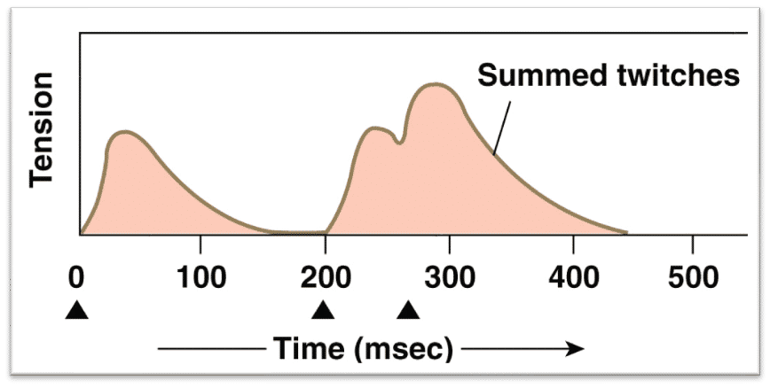 <ul><li><p>first twitch completely relaxes before the next twitch, following an ap.</p></li><li><p>second twitch completes contraction, but does not reach full relaxation before the third twitch begins</p></li><li><p>amplitude of the third twitch is higher than the previous ones as tension is increased due to summation</p></li><li><p>increase in ap freq= summation</p></li></ul><p></p>