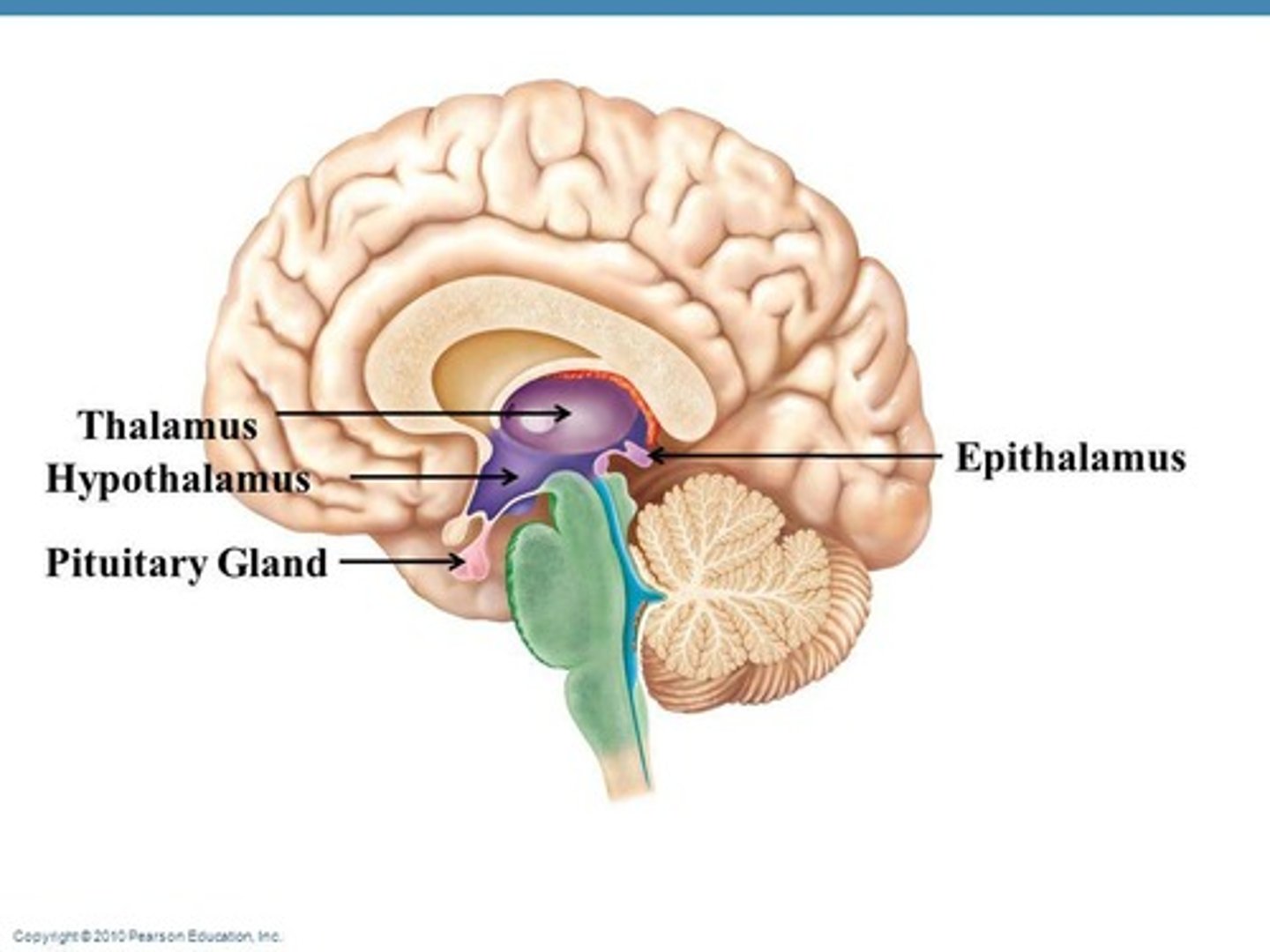 <p>has motor and sensory connections with the cerebral cortex; filters and sorts stimuli</p><p>crude sense of stimuli</p>