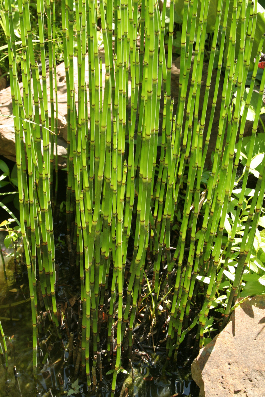 <p>Rough horsetail</p>