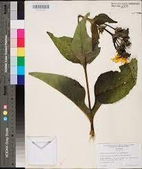 <p>Silphium perfoliatum</p>