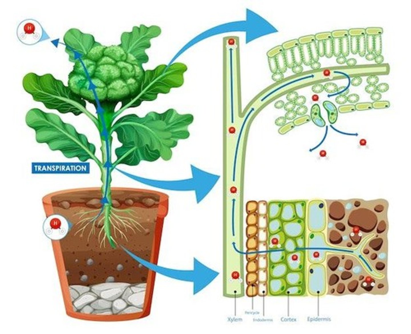 <p>Water loss from leaves via stomata.</p>