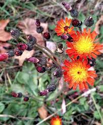 What is this species