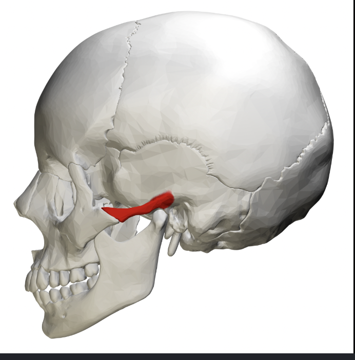 <p>long projection that articulates with zygomatic bone anteriorly (forms part of zygomatic arch!)</p>