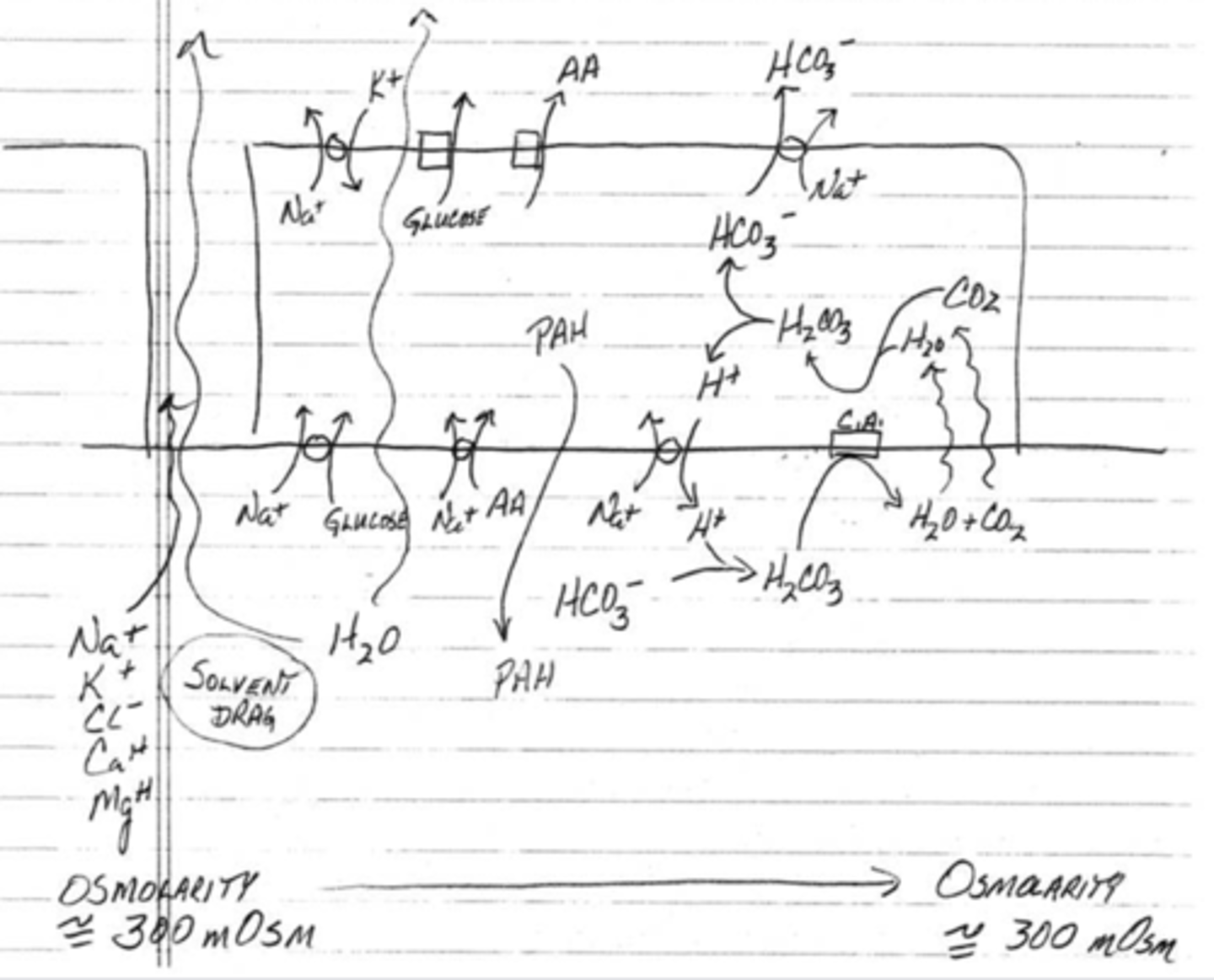<p>1. the abluminar cell secretes protons in exchange for sodium</p><p>2. bicarbonate will bind to the proton to form carbonic acid</p><p>3. carbonic acid is then formed into water and carbon dioxide using carbonic anhydrase</p><p>4. water and carbon will then passively diffuse into the abluminar cell where it well then form back into carbonic acid</p><p>5. carbonic acid can then give off a proton and return to become a bicarbonate</p><p>6. bicarbonate can then be reabsorbed by being pumped with sodium across the abluminar membrane to re-enter the ISF/plasma</p>