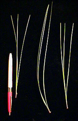 <p>Common Name</p>