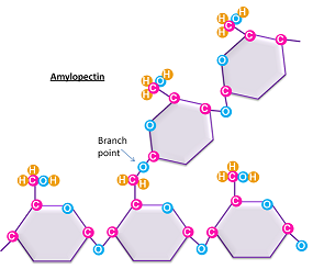 <p>energy storage for plants; how glucose is stored in plants; a-1.4-glycosidic linkage, fewer branches</p>