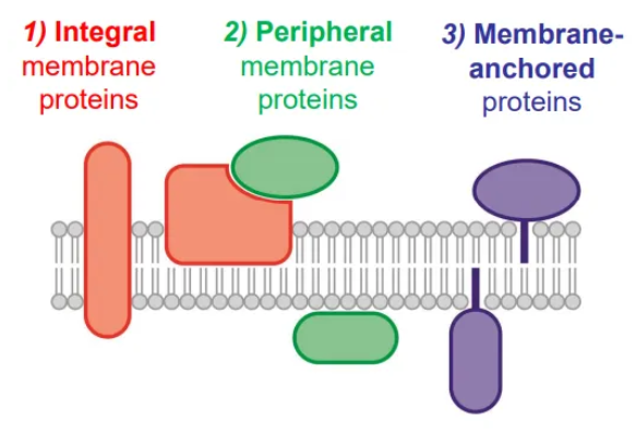 <ul><li><p><strong>integral membrane proteins</strong> have transmembrane domains (alpha helices, helical bundles and beta barrels) which have many hydrophobic residues that interact with the fatty acids</p></li><li><p><strong>peripheral membrane proteins</strong> associate with membrane lipids and proteins via polar interactions, so they can be dirsputed by high salt concentrations</p></li><li><p><strong>membrane-anchored proteins</strong> have lipid tails that are added post-translationally to interact with the fatty acids</p></li></ul><p></p>