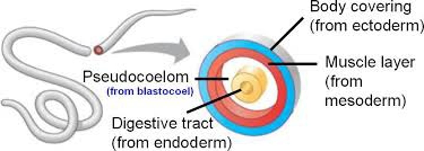 <p>• Forms between the mesoderm and endoderm layers</p><p>• Only partially lined by mesoderm</p><p>• Functions like a true coelom</p>