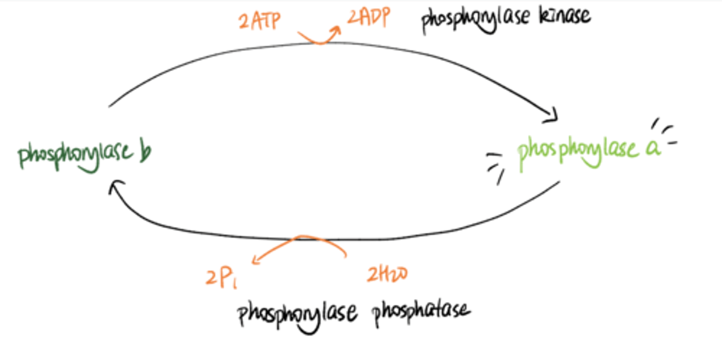 <p>1) GPCRs: cycle between active (GTP-bound) and inactive (GDP-bound) state</p><p>2) Adenylyl Cyclase: stimulated by active GTP-bound G protein -> makes cAMP from ATP</p><p>3) PKA: activated allosterically by cAMP -> phosphorylates Ser and Thr residues. phosphorylates phosphorylase + synthase (?)</p><p>4) glycogen phosphorylase: active when phosphorylated (a) and inactive when dephosphorylated (b)</p><p>glycogen synthase: active when not phosphorylated (a), inactive when phosphorylated (b)</p>