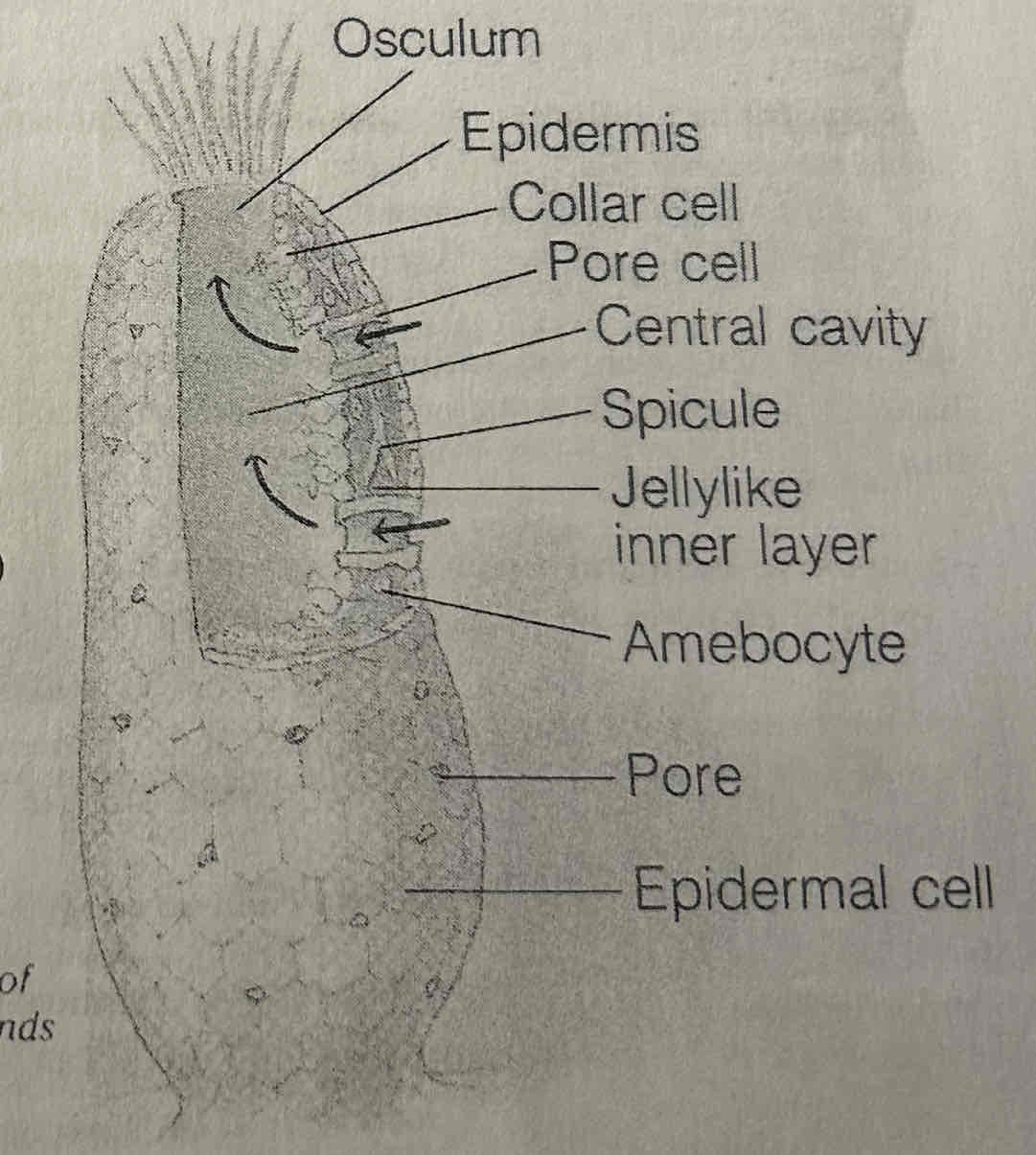 <ul><li><p>Has a single opening hollow cavity (<strong>central cavity</strong>)</p></li><li><p>Water containing food particles, enters through <strong>pores</strong></p></li><li><p>﻿<strong>Collar cells</strong> (have flagella) create current to do this and bring in Oz &amp; other nutrients</p></li><li><p>﻿Water goes out the <strong>osculum </strong>(opening) w/ COz, cellular waste products, gametes, larvae</p></li><li><p><strong>Amebocytes</strong></p><ul><li><p>Moveable cells in the bodies of invertebrates</p></li><li><p>produce <strong>spicules </strong>(sponge hard skeleton) of SiOz or CaCOz</p></li><li><p>produce <strong>spongin</strong> (soft skeleton) of protein (used as the first bath sponges)</p></li></ul></li></ul><p></p>