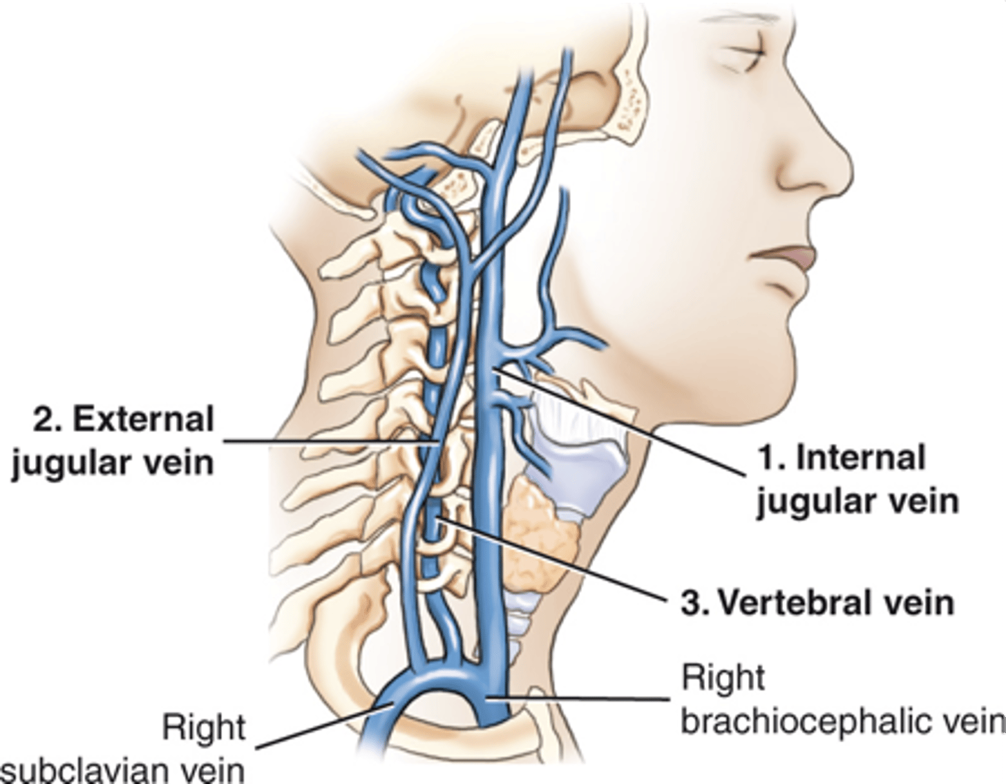 <p>1. rt and lt internal jugular veins</p><p>2. rt and lt external jugular veins</p><p>3.rt and lt vertebral veins</p>