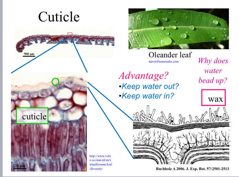 <p>Advantage of Plant Cuticle</p>