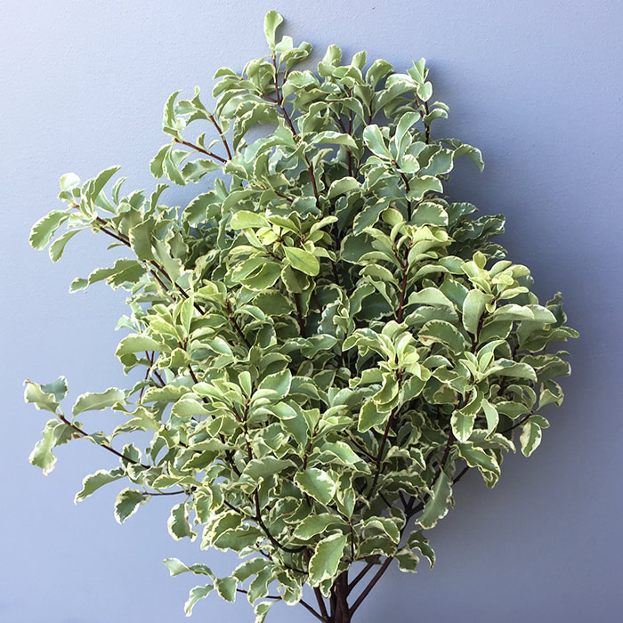 <p>Latin name?</p>