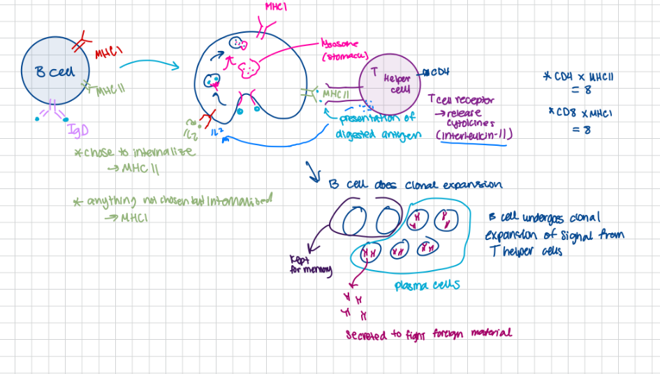 <ul><li><p>work to neutralized exogenous antigen (outside cell, ECF, ISF, plasma) (humoral, antibody)</p><ul><li><p>bacteria, toxins, viral particles (anything that is foreign from outside)</p></li><li><p>secreted from activated plasma cells (effector cells)</p></li><li><p>ex. B cells bind and internalizes antigen</p><ul><li><p>antigen is digested and trafficked to the cell surface atop MHCII</p><ul><li><p>antigen is presented</p></li></ul></li><li><p>T helper cells come along and bind antigen-MCHII complex</p><ul><li><p>Th cell releases cytokines that activate B lymphocyte to proliferate and begin secreting antibodies</p></li></ul></li></ul></li></ul></li><li><p>endogenous (inside cell, antibody can’t help you, cell mediated)</p></li></ul><p></p>