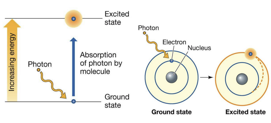 <ol><li><p><span>Absorció d'un fotó per part d'una molècula</span></p></li><li><p><span>Molècula s'excita i un electró passa a un nivell d’energia més alt</span></p></li><li><p><span>Possibles vies després:</span></p></li></ol><ul><li><p><span>Electró és captat per una molècula</span><strong><span> acceptora d'electrons</span></strong></p></li><li><p><span>Electró torna a l'estat fonamental i emet un fotó </span><strong><span>menys energètic</span></strong></p></li><li><p><span>Electró torna a l'estat fonamental i desprèn per una part en forma de </span><strong><span>calor </span></strong><span>i l'altra en forma de </span><strong><span>fluorescència</span></strong></p></li></ul><p></p>