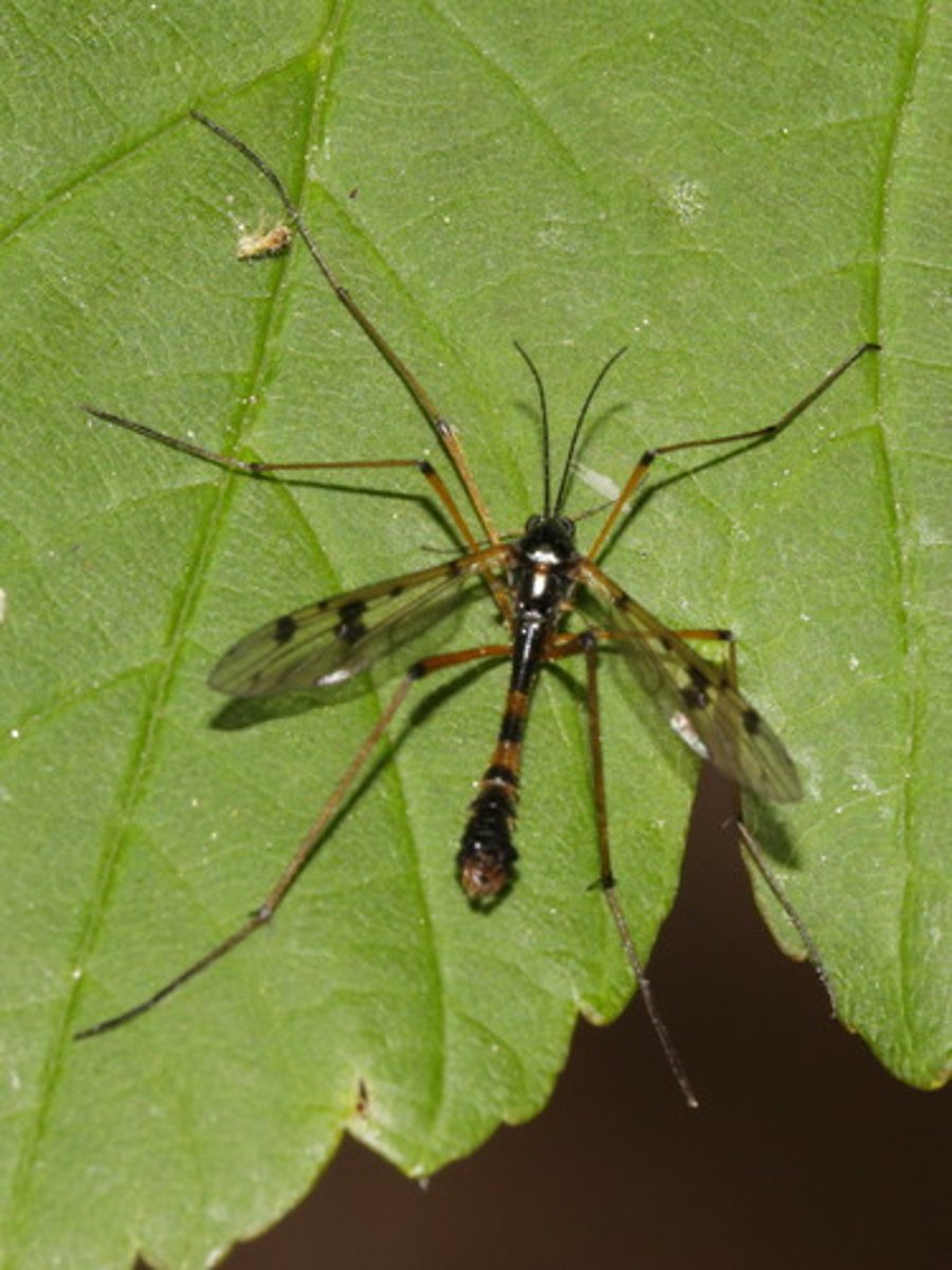 <p>gray/brown, like giant mosquitoes, long legs, V shape on thorax, cannot bite, have halters</p>