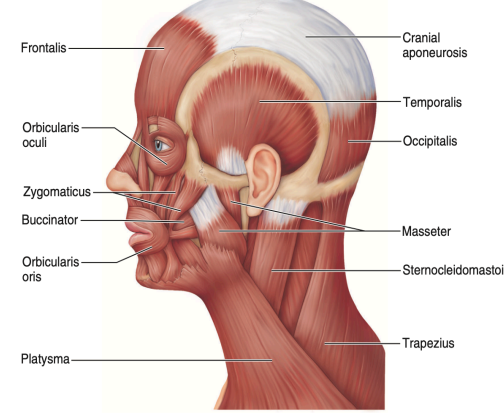 <p>Zygomaticus “Smiling Muscle”</p>