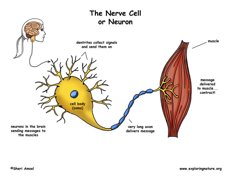 <p>Nerve</p>