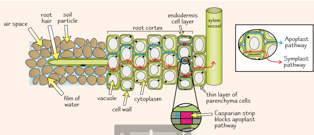 knowt flashcard image
