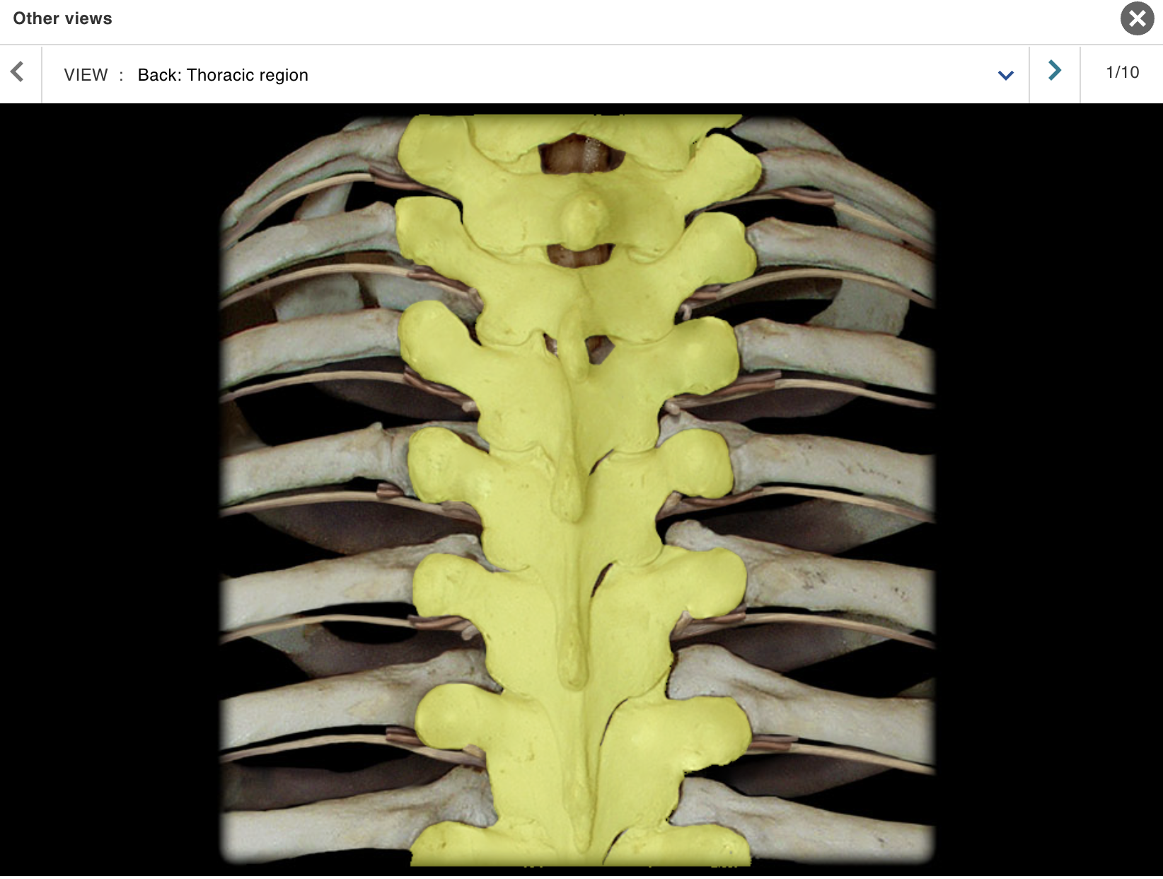 <p>Location:</p><ul><li><p>﻿﻿Trunk</p></li><li><p>﻿﻿Between C7 and L1 vertebrae</p></li></ul><p class="p1">Description:</p><ul><li><p>﻿﻿12 individual vertebrae</p></li><li><p>﻿﻿Characteristic features include costal demifacets (or facets) for articulation with head of rib, spinous process slopes inferiorly, and heart-shaped vertebral body</p></li></ul><p></p>