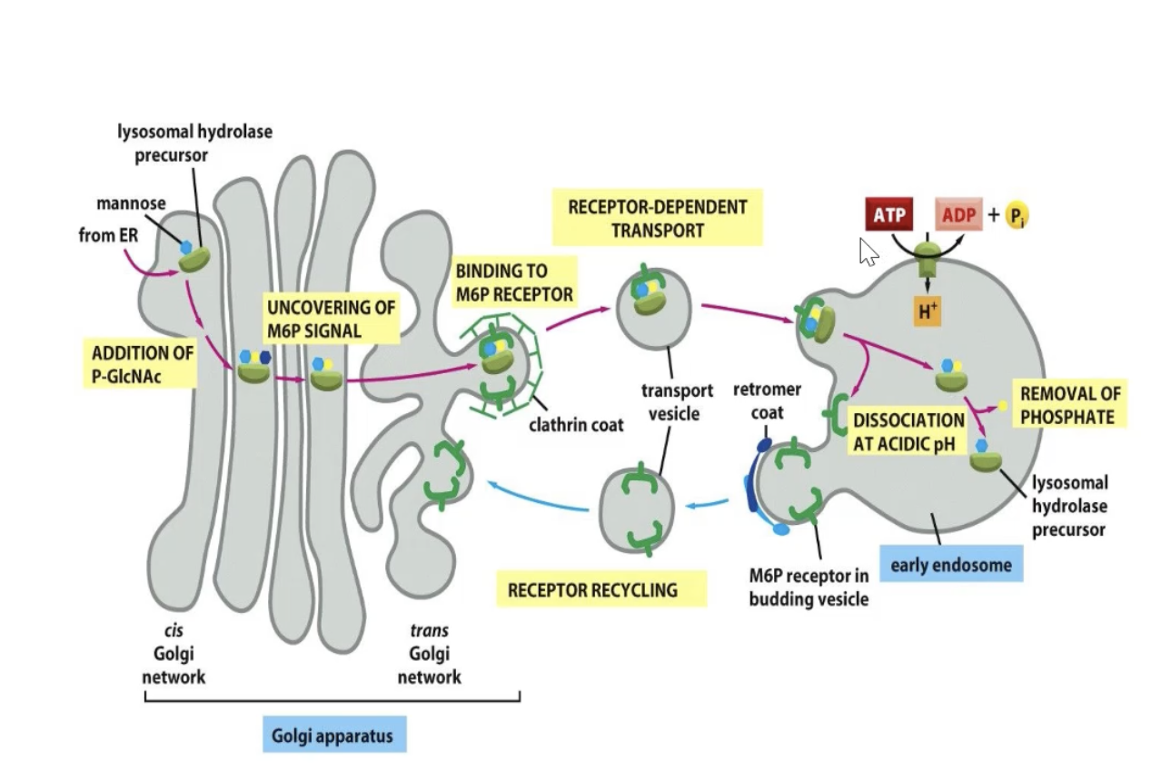 <p>How do we get lysosomal enzymes to the lysosomes?</p>
