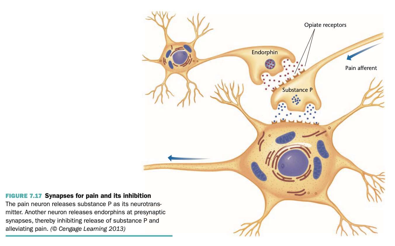 <p>przekaźnikami,które przyłączają się do tych samych receptorów co morfina</p><p>(nazwa pochodzi od <em>endogennych morfin</em>)</p>