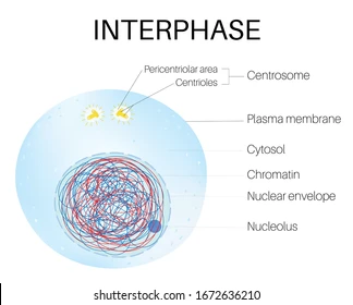 <p>The first main stage of the cell cycle</p>