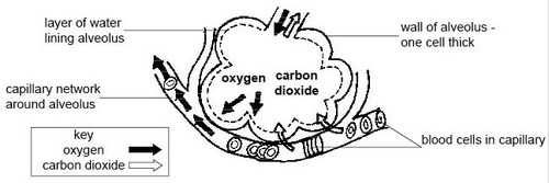 Alveolus drawn as an oval with scalloped edges.

Alveolus wall drawn as a single line (representing 1 cell thick).

Alveolus lumen empty.

Thin layer of surfactant drawn inside alveolus wall.

Alveolar duct ending at alveolus.

Capillary drawn as a tube surrounding outside of the alveolus.

Capillary wall drawn as a single line (representing 1 cell thick).

Capillary lumen narrow.

Red blood cell(s) within capillary lumen.

Arrow to indicate direction of blood flow through the capillary. 

Arrow to indicate diffusion of O2 from alveolus lumen into capillary red blood cell.

Arrow to indicate diffusion of CO2 from capillary into alveolar lumen.