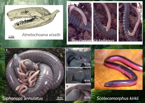 <ul><li><p>Skull adapted for subterranean lifestyle</p></li><li><p>Little known, it’s difficult to find them</p></li><li><p>Some species provide parental care</p></li><li><p>Oviparous species</p><ul><li><p>Skin feeding </p></li><li><p>Milk provisioning</p></li></ul></li><li><p>Viviparous species</p><ul><li><p>Oviduct lining feeding</p></li></ul></li></ul><p></p>
